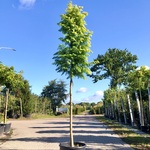 Moerascipres Metasequoia ‘Amber Glow’, Naaldboom, Lichtgroene naalden,