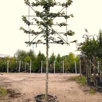 Zilverlinde Tilia ‘Brabant’, Leiboom, ca. 200 cm stamhoogte