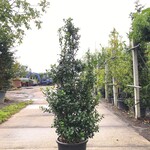 25x Hulst Ilex ‘Blue Prince’, Haagplant, Wintergroen, ca. 100-150 cm h