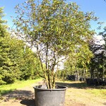 Sneeuwbal Viburnum ‘Pragense’, Meerstammig, Wintergroen, ca. 250 cm