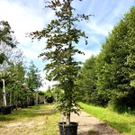 Rode beuk Fagus ‘Atropunicea’, Roodbladig, ca. 4 m hoog