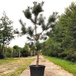 3x Grove den Pinus sylvestris, Naaldboom, Wintergroen, ca. 2 m hoog