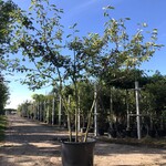Krentenboompje Amelanchier lamarckii, Meerstammig, Witte bloesem, ca.