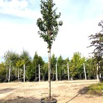 Sierkers Prunus ‘Spire’, Bloesemboom, Lichtroze bloei, ca. 4 m hoog