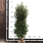 60x Portugese laurier Prunus ‘Angustifolia’, Haagplant, Wintergroen, c