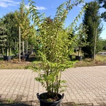 3x Bruidsbloem Deutzia ‘Plena’, Sierheester, Witroze bloei, ca. 175 cm