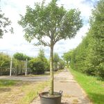 Portugese laurier Prunus ‘Angustifolia’, Wintergroen, ca. 3 m hoog