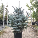 5x Blauwspar Picea ‘Super Blue’, Naaldboom, Wintergroen, ca. 100 cm ho