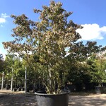Japanse kornoelje Cornus ‘Satomi’, Meerstammig, Witroze bloei, ca. 250