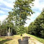 Beuk Fagus sylvatica, ca. 4 m hoog