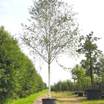 Himalayaberk Betula ‘Doorenbos’, Witte stam, ca. 7 m hoog