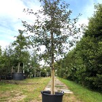 3x Sierappel Malus ‘Royalty’, Bloesemboom, Dieprode sierappels, ca. 3