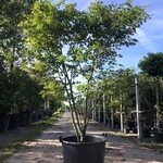 Japanse esdoorn Acer palmatum, Meerstammig, Rode herfstkleur, ca. 250