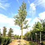 Sierpeer Pyrus ‘Chanticleer’, Bloesemboom, Witte bloesem, ca. 5 m hoog