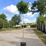 6x Amberboom Liquidambar ‘Gum Ball’, Bolboom, Herfstverkleuring, ca. 1