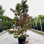 2x Japanse sneeuwbal Viburnum ‘Shasta’, Meerstammig, Witte bloei, ca.