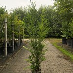 12x Japanse hulst Ilex ‘Green Hedge’, Haagplant, Wintergroen, ca. 150