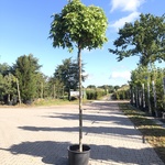 3x Amberboom Liquidambar ‘Gum Ball’, Bolboom, Herfstverkleuring, ca. 2