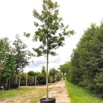 Moeraseik Quercus ‘Helmonds Red Globe’, Roodoranje herfstkleur, ca. 5