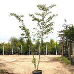 2x Yoshinokers Prunus yedoensis, Meerstammig, Witte bloesem, ca. 300 c