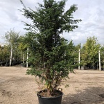 Venijnboom Taxus baccata, Solitair, Wintergroen, ca. 180 cm hoog