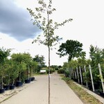 Japanse sierkers Prunus ‘Accolade’, Bloesemboom, Lichtroze bloei, ca.