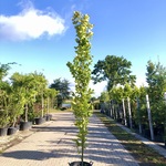 2x Oosterse beuk Fagus ‘Iskander’, Zuilvorm, ca. 250 cm hoog