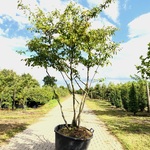 3x Krentenboompje Amelanchier lamarckii, Meerstammig, Witte bloesem, c