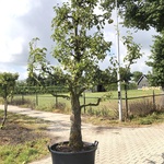 2x Perenboom Pyrus ‘Doyenne du Comicé’, Fruitgaardboom, Vruchtdragend,