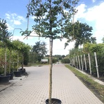 4x Haagbeuk Carpinus betulus, Leiboom, ca. 180 cm stamhoogte