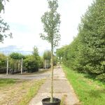 5x Perenboom Pyrus ‘Doyenne du Comicé’, Fruitboom, ca. 3 m hoog