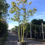 Pindakaasboom Clerodendrum ‘Purple Blaze’, Meerstammig, Witte/rode blo