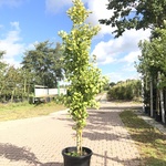 Japanse notenboom Ginkgo ‘Fastigiata Blagon’, Zuilvorm, Gele herfstkle