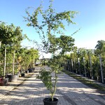 3x Japanse esdoorn Acer palmatum, Sierheester, Rode herfstkleur, ca. 2