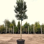 5x Portugese laurier Prunus ‘Angustifolia’, Leigeschikt, Wintergroen,