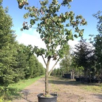 Grootbloemige kornoelje Cornus ‘Eddie’s White Wonder’, Solitair, Witte