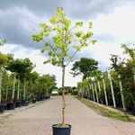 Chinese sering Syringa ‘Gimborn’s China Pearl’, Bloesemboom, Witte blo