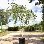Prieelberk Betula ‘Youngii’, Prieelboom, Witte stam, ca. 200 cm stamho