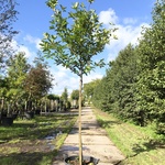 4x Laurierkers Prunus ‘Novita’, Leigeschikt, Wintergroen, ca. 4 m hoog