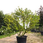 Altheastruik Hibiscus ‘Red Heart’, Meerstammig, Witrode bloei, ca. 200