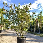 Appelbes Aronia melanocarpa, Fruitstruik, Zwarte bessen, ca. 175 cm