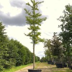 Japanse notenboom Ginkgo biloba, Gele herfstkleur, ca. 6 m hoog