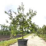 Appelboom Malus ‘Lombarts Calville’, Halfstam, Vruchtdragend, ca. 2 m