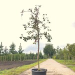 2x Appelboom Malus ‘Redlove’, Hoogstam, Rode appel, ca. 3 m hoog