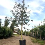 Sierappel Malus ‘Royalty’, Bloesemboom, Dieprode sierappels, ca. 3 m h