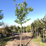 3x Laurierkers Prunus ‘Novita’, Leigeschikt, Wintergroen, ca. 4 m hoog