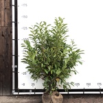 50x Laurierkers Prunus ‘Novita’, Haagplant, Wintergroen, ca. 35 m1 haa