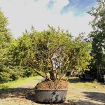 Venijnboom Taxus baccata, Meerstammig, Wintergroen, ca. 200 cm