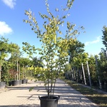 Japanse schijniep Zelkova serrata, Meerstammig, ca. 250 cm hoog