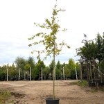 2x Dwergmispel Cotoneaster ignotus, Bloesemboom, Zwarte bessen, ca. 4